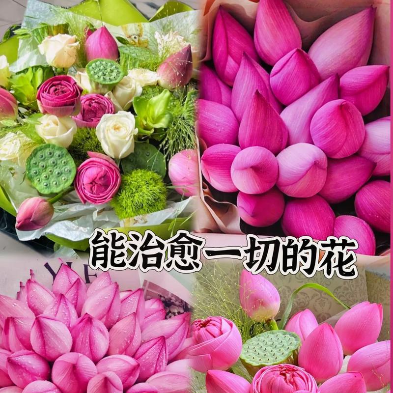 荷花有哪些种类？各自的花语是什么？