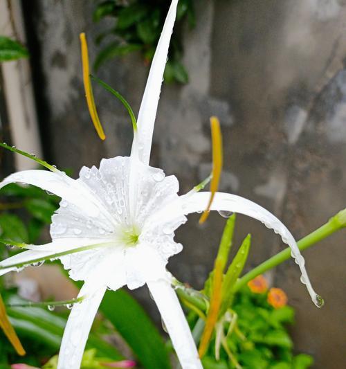 花蜘蛛兰的花语是什么？它代表了什么？