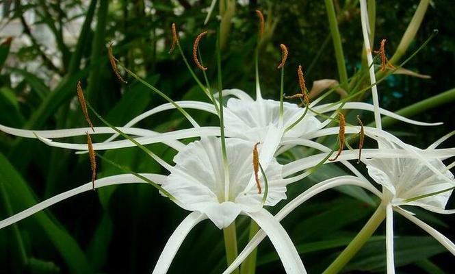 花蜘蛛兰的花语是什么？它代表了什么？