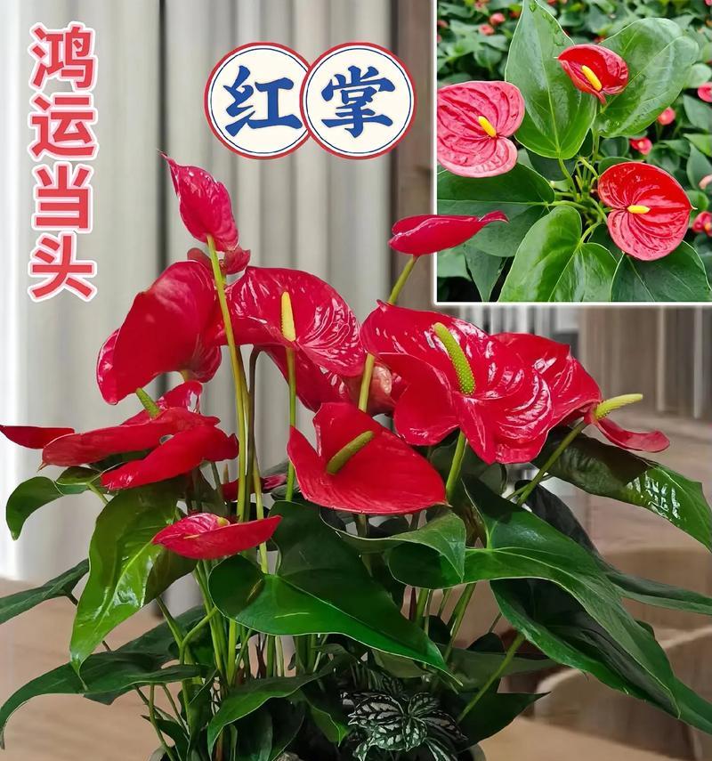 火鹤花的花语是什么？它象征着什么？