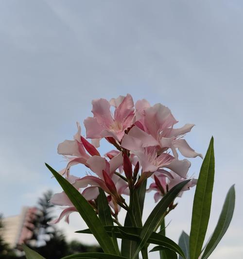 夹竹桃的花语是什么？它有什么特别含义？