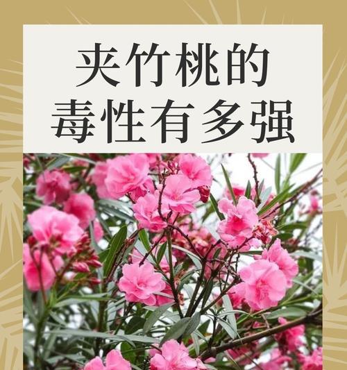 夹竹桃的花语是什么？它有什么特别含义？
