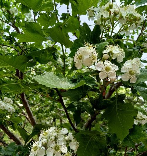 荼蘼花的花语和寓意是什么？它象征着什么？