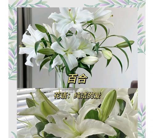 用花语来表达情感？如何选择合适的花朵传达心意？