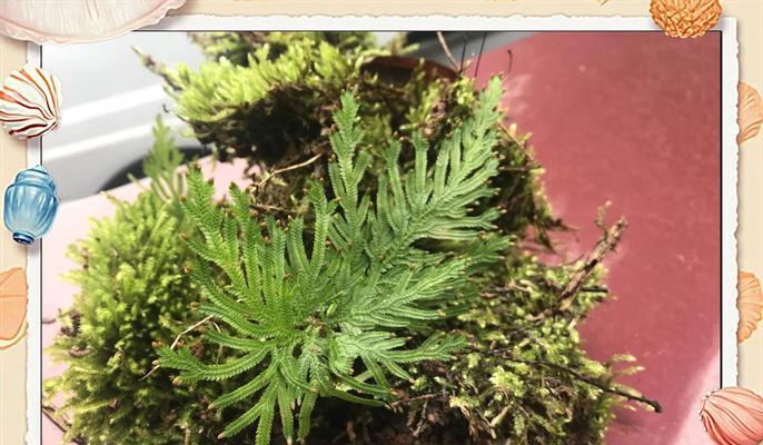 卷柏的花语和寓意是什么？卷柏象征着什么？