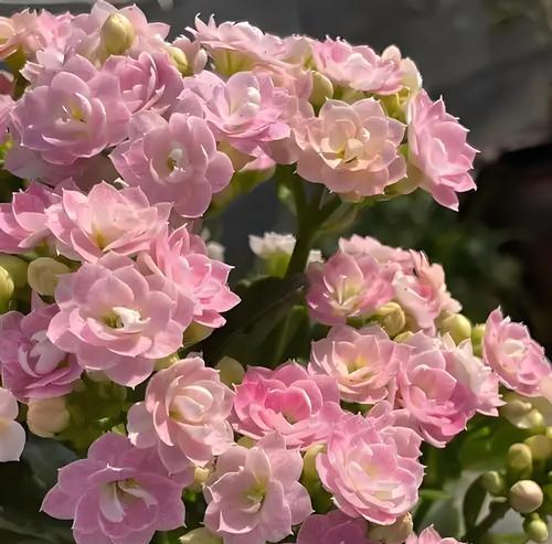 长寿花的花语有哪些？长寿花代表了哪些美好寓意？