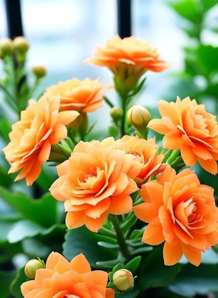 长寿花的花语有哪些？长寿花代表了哪些美好寓意？