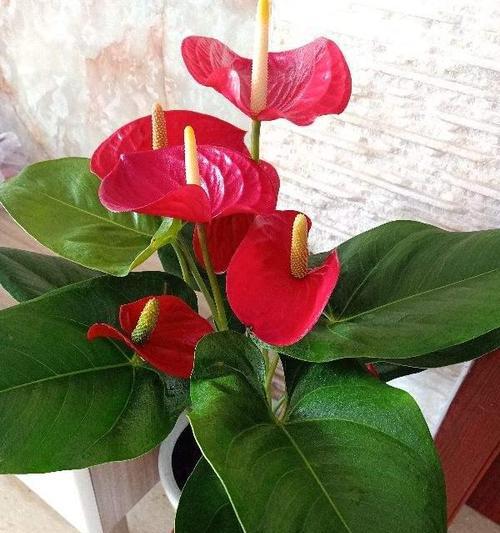 花语和象征平安的花朵有哪些？如何通过花语祈求平安？