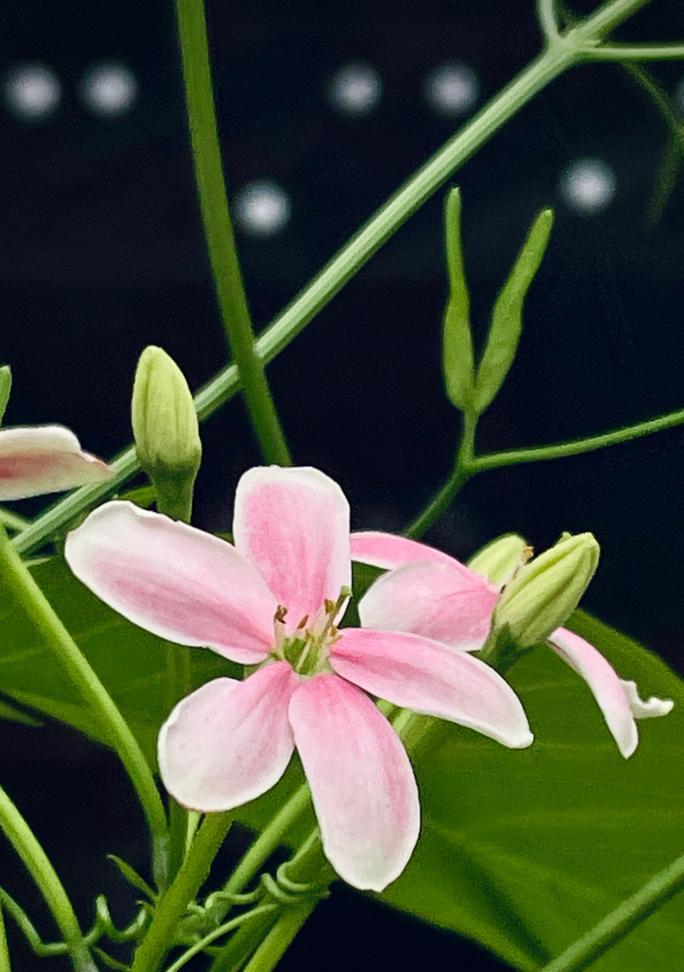 花语和象征平安的花朵有哪些？如何通过花语祈求平安？
