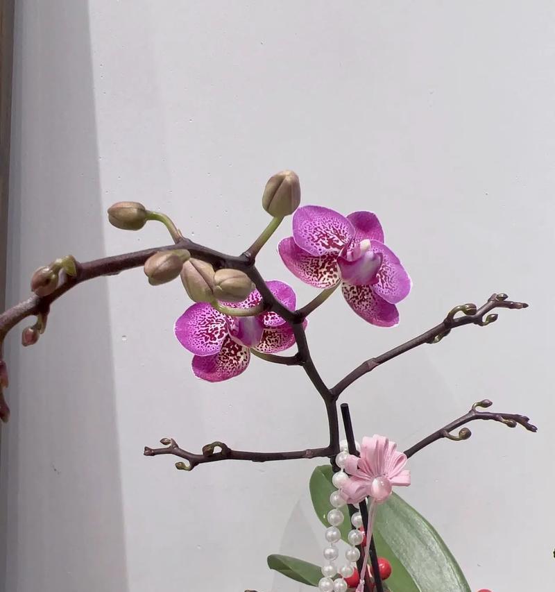 花语和象征平安的花朵有哪些？如何通过花语祈求平安？