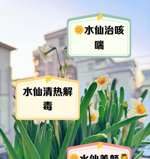 过年送水仙的花语含义是什么？水仙花代表了哪些祝福？