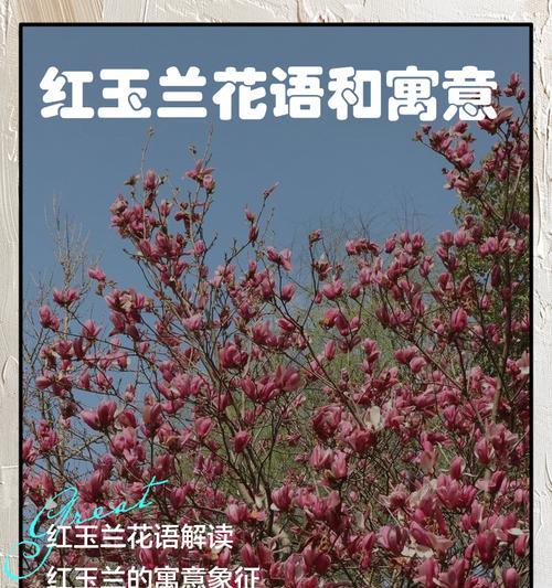 不同的花语有哪些含义？如何理解各种花语的深层含义？