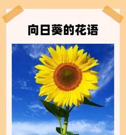 哪种花的花语代表回忆？如何用花语唤起美好回忆？