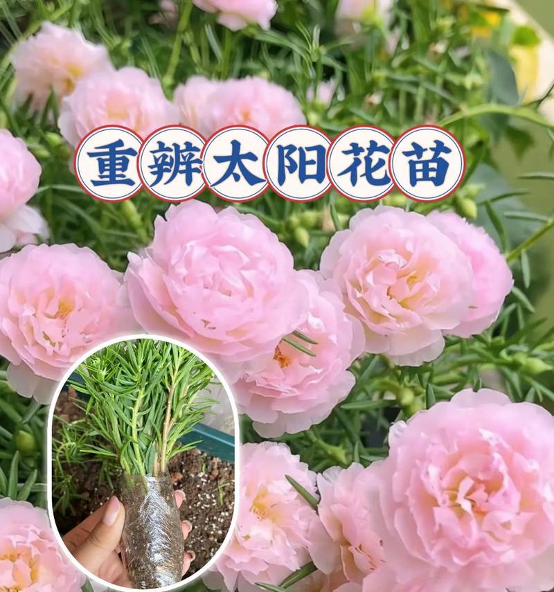 玫瑰和太阳花的花语分别是什么？它们各自代表了什么？