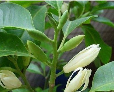 吊篮植物的花语和寓意是什么？吊篮植物象征着什么？