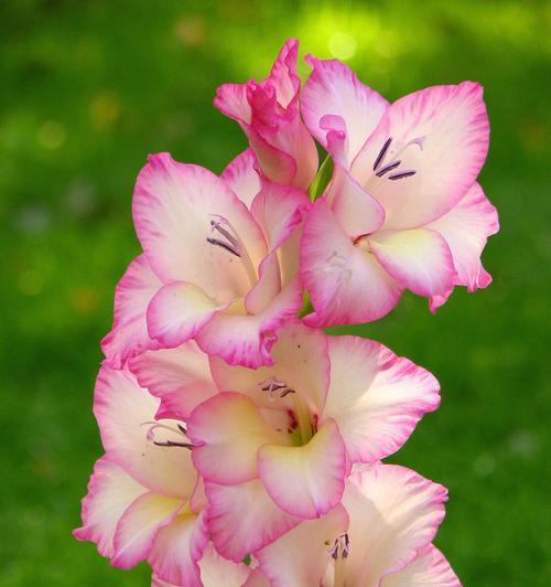 唐菖蒲的花语是什么？唐菖蒲有哪些特别的含义？