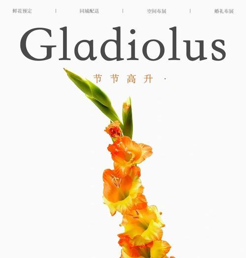 唐菖蒲的花语是什么？唐菖蒲有哪些特别的含义？
