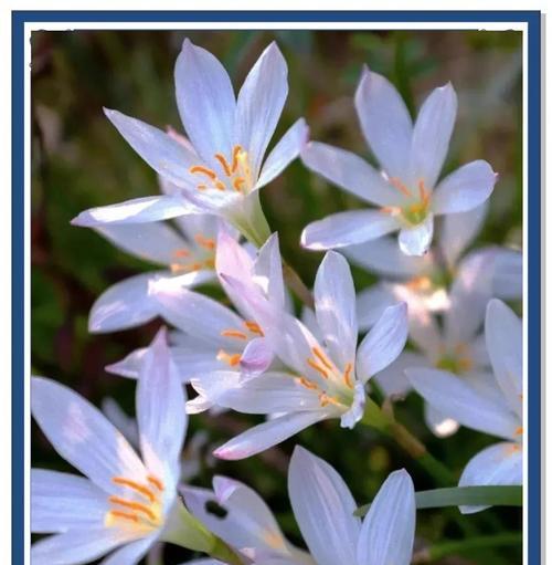 葱莲的花语是什么？葱莲象征着什么美好的意义？