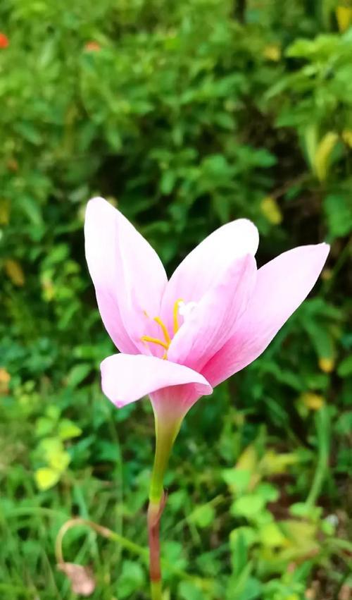 葱莲的花语是什么？葱莲象征着什么美好的意义？