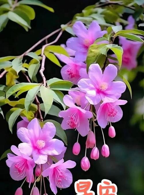 花语象征平安的花朵有哪些？如何通过花语传达平安祝福？
