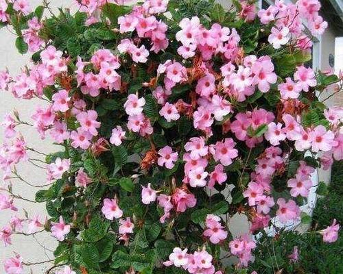 飘香藤花语是什么？它象征着怎样的情感？