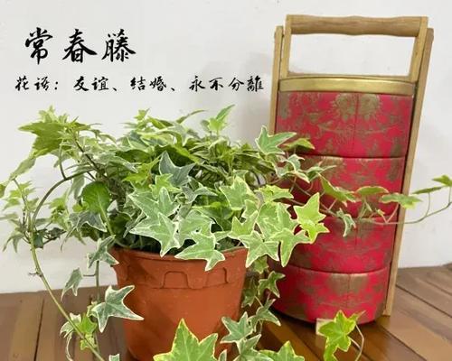 长春滕花语和寓意是什么？它在花语中代表什么？