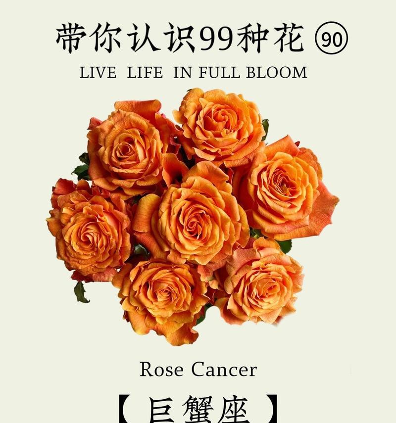 不同的花语为何能表达相同的爱意？