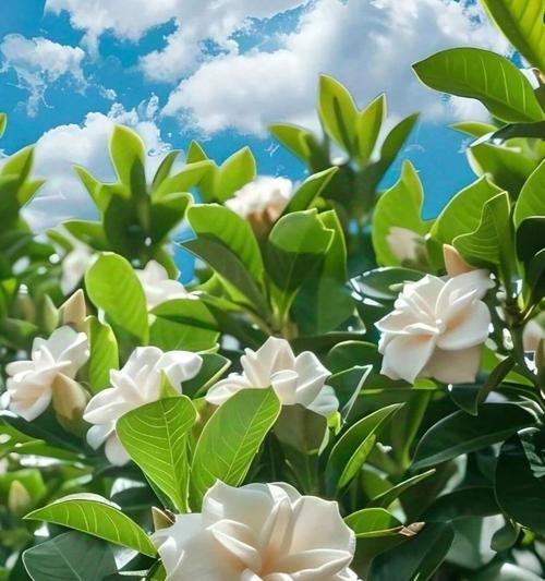 夏威夷栀子花花语是什么？它有哪些特别的含义？