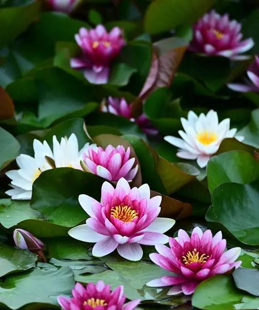 黄莲的花语是什么？它在花语中代表什么？