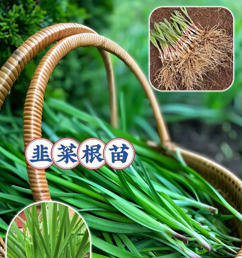 韭菜的花语是什么？它在花语中象征着什么？