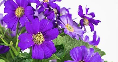 小雏菊的花语紫色是什么？它代表了什么情感？