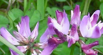 白芨的花语是什么？它在花语中象征着什么？