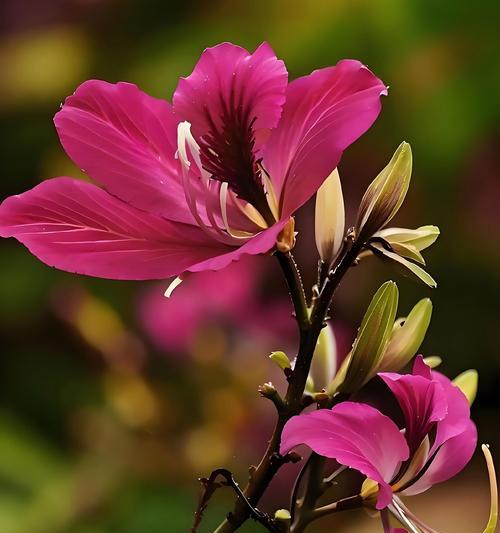 象征着平安的花语是什么？有哪些花可以表达平安？