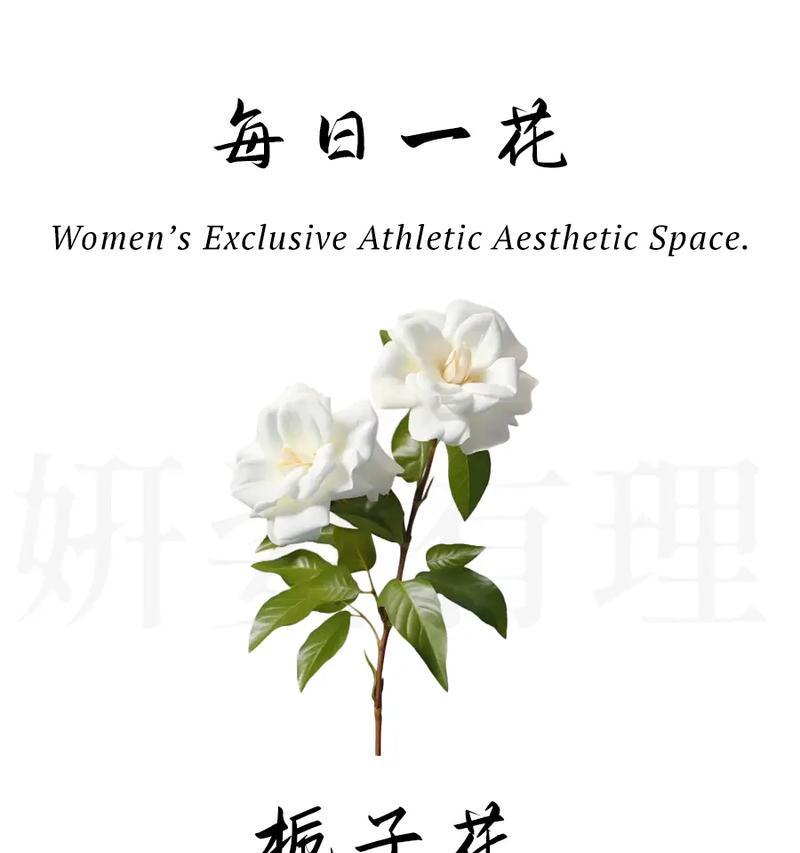 沉默永恒的爱花语是什么？它在花语中代表什么？
