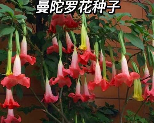 美花红千层花语是什么？它有哪些特别的含义？