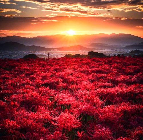最凄美的爱情花语是什么？有哪些花可以表达这种情感？