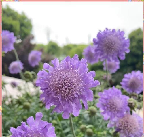 紫蓝色的最佳花语是什么？它在花语中代表什么？