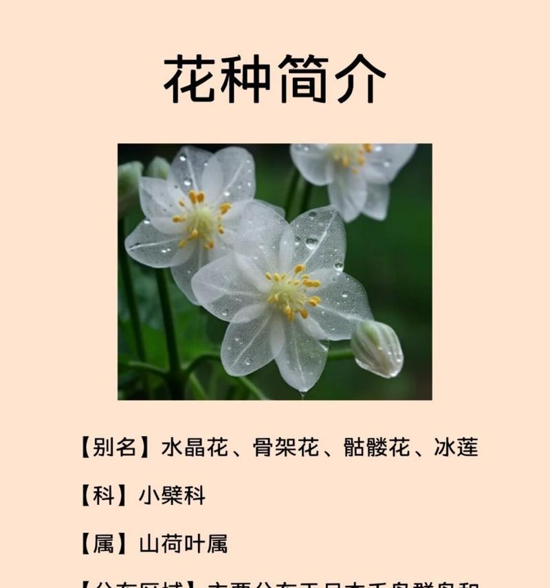 雨中山荷叶的花语是什么？它有哪些特别的含义？