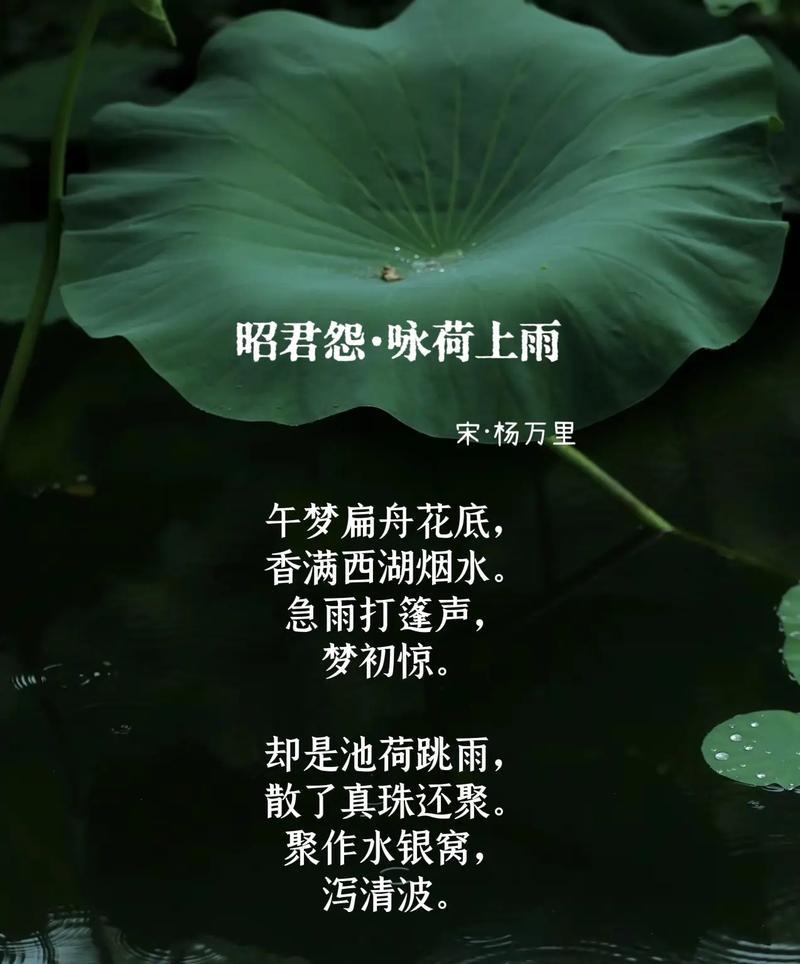 雨中山荷叶的花语是什么？它有哪些特别的含义？