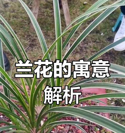 兰花的花语是什么意思？淡泊的含义如何体现？
