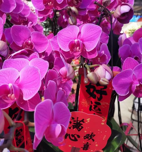 兰花的花语是什么意思？淡泊的含义如何体现？