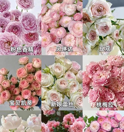 多头玫瑰代表什么？玫瑰花语有哪些？