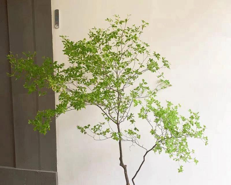 吊钟植物的花语有何寓意？