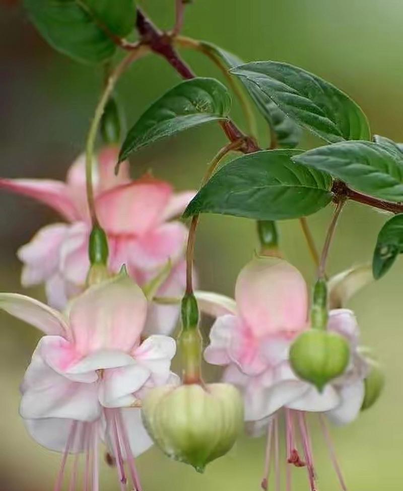 吊钟植物的花语有何寓意？