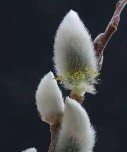 柳花的花语是什么？有哪些诗句描述柳花？