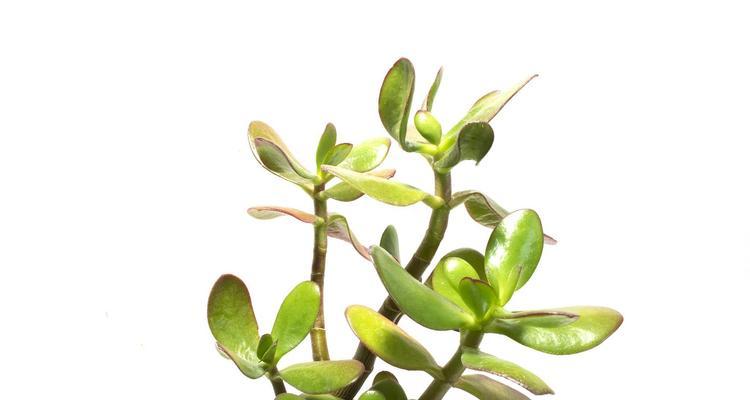 燕子掌的花语代表什么？寓意有哪些？
