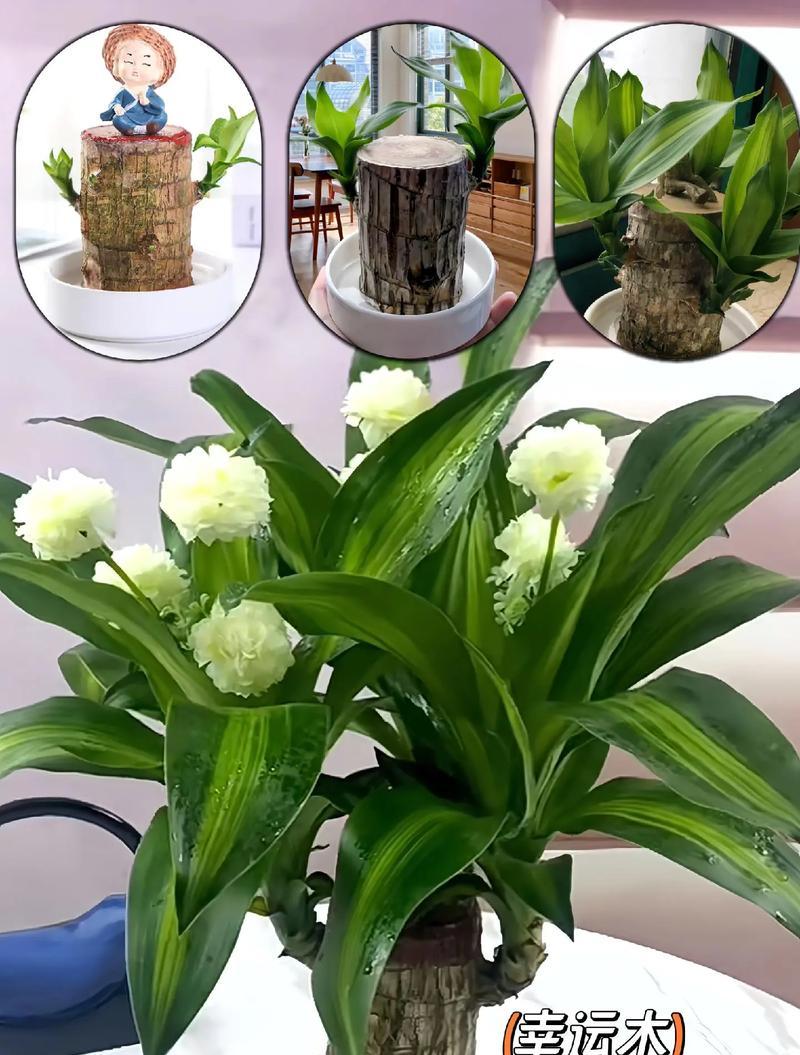 巴西幸运木的花语是什么？象征着什么？