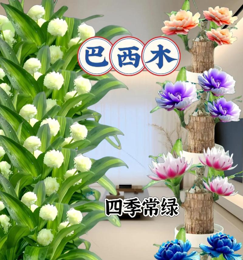 巴西幸运木的花语是什么？象征着什么？