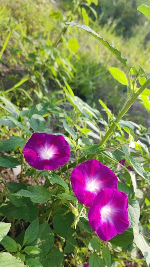 牵牛花的花语是什么？寓意有哪些？