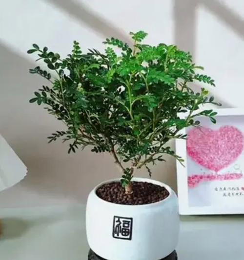 清香木的花语是什么意思？寓意有哪些？